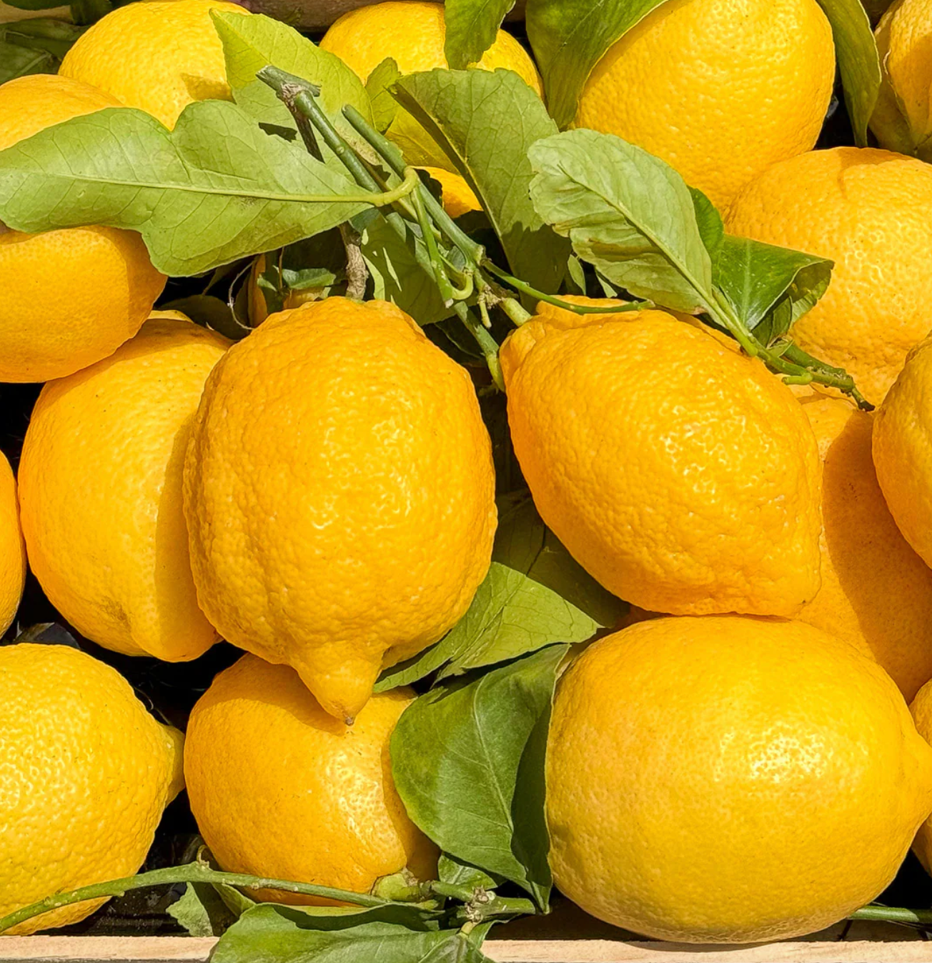 CITRUS RIVIERA